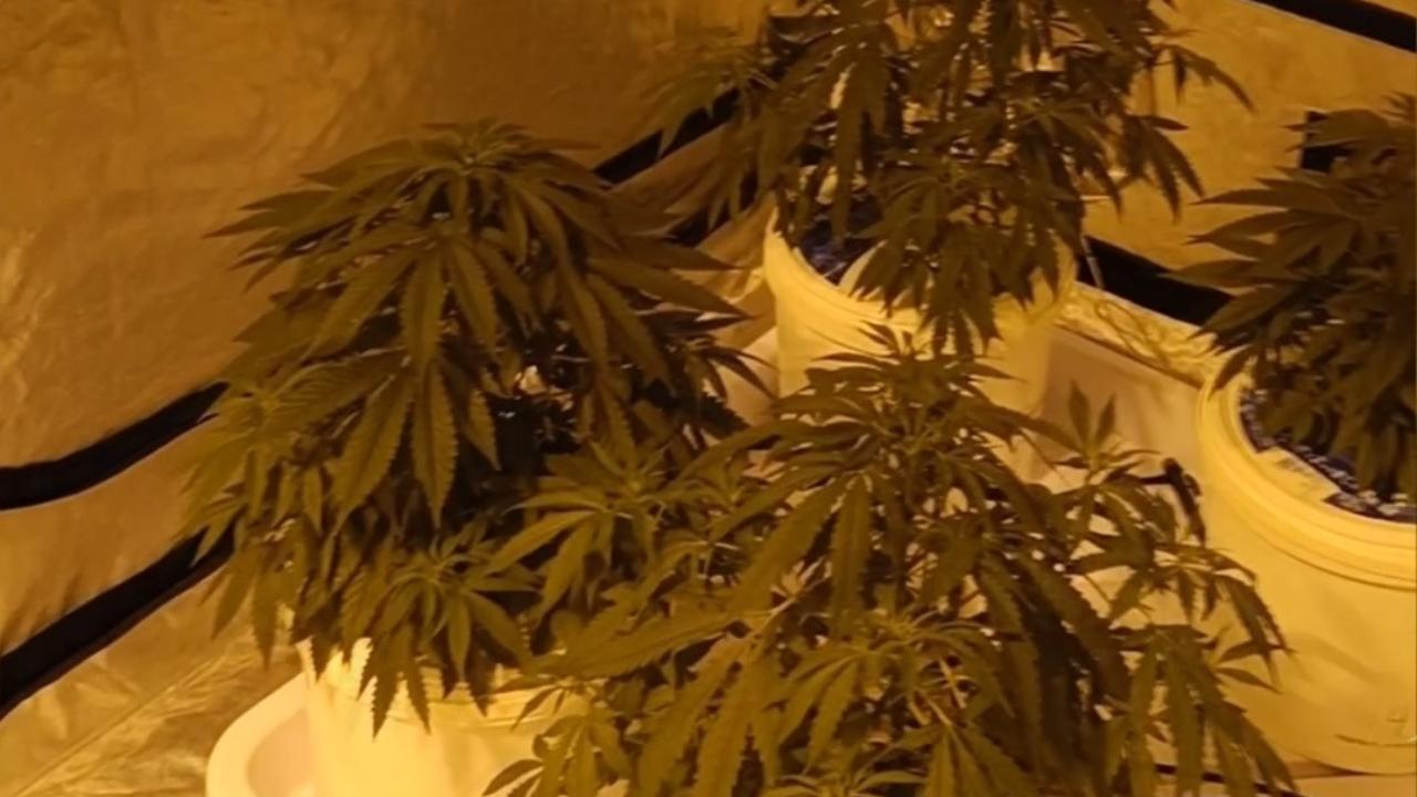 Полицией Перми в отношении наркоплантатора и его наркозависимого приятеля возбуждены уголовные дела