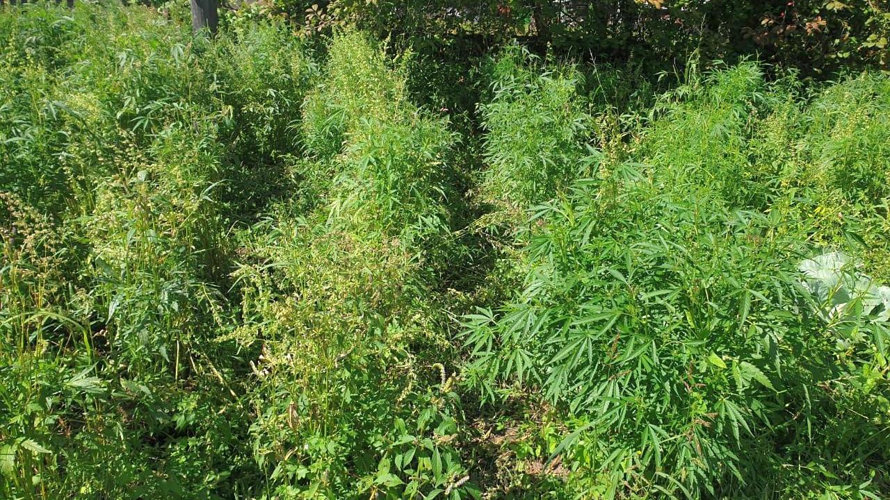 В Приамурье полицейские обнаружили на огороде местного жителя 430 кустов конопли