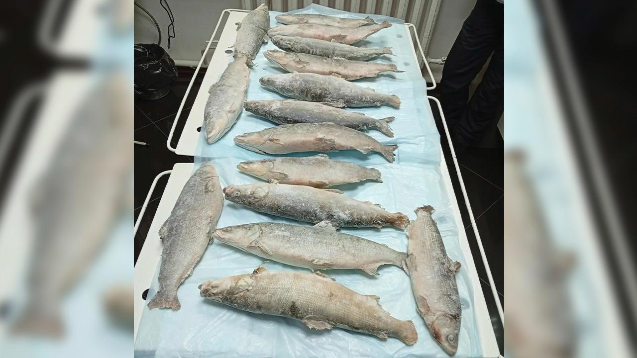 Полиция ЯНАО уличила мужчину в незаконной ловле сетями на реке Сыня нельмы и пеляди на 300 000 рублей