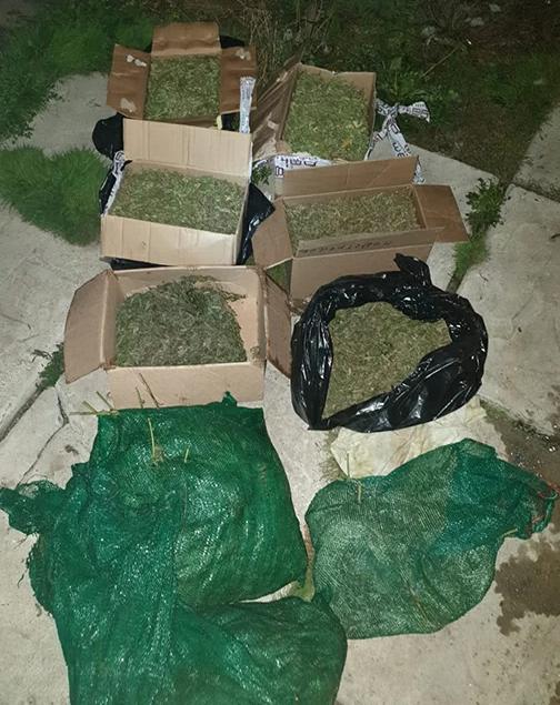 В Приморье сотрудники полиции изъяли у жительницы Артёма 17 килограммов марихуаны