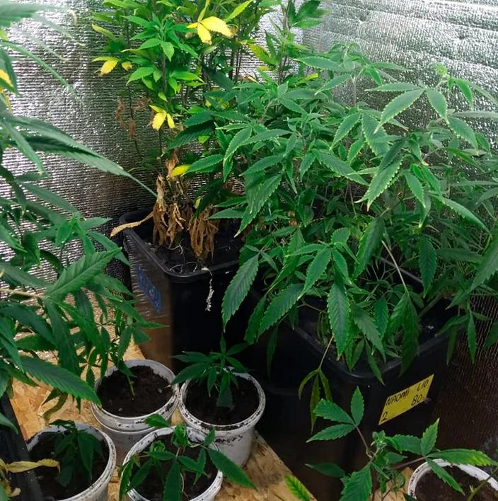 Четверо жителей Саранска осуждены за культивирование конопли и сбыт марихуаны