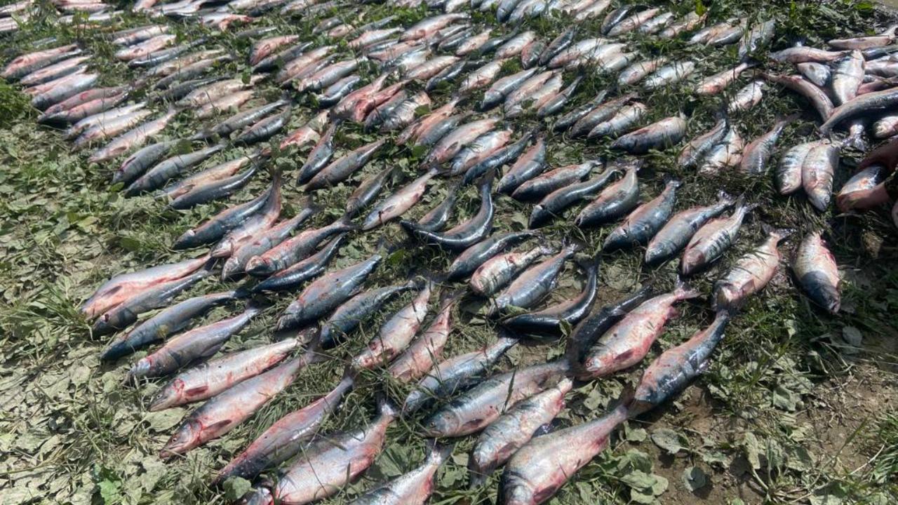 На Сахалине за вылов 220 особей горбуши запрещёнными орудиями лова задержан браконьер