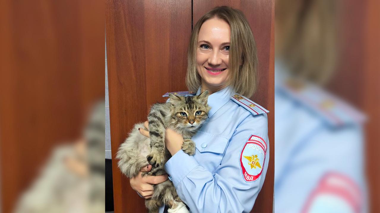В Красноярском крае полицейские выходили раненого уличного кота и теперь ищут ему новых хозяев
