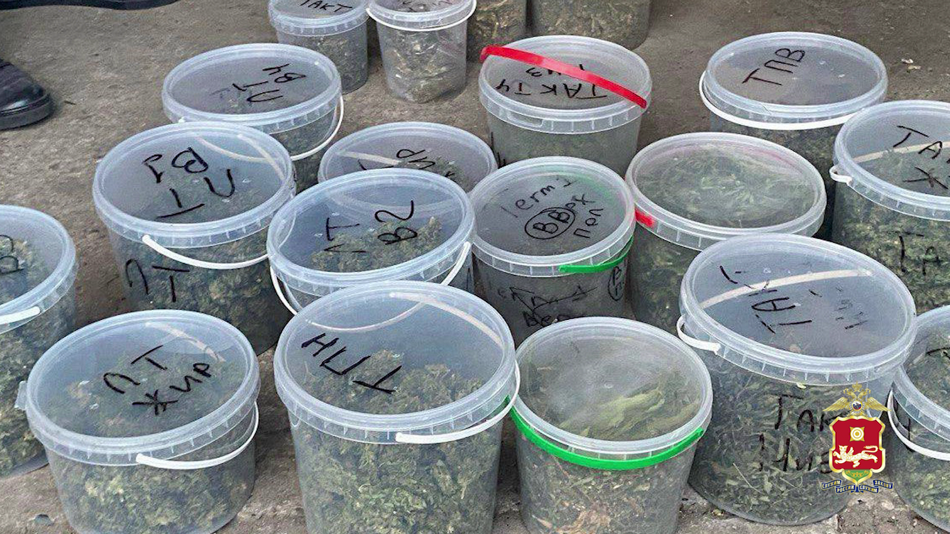 В Хакасии полиция изъяла у абаканца почти 25 кг высушенной конопли, выращенной в Красноярском крае