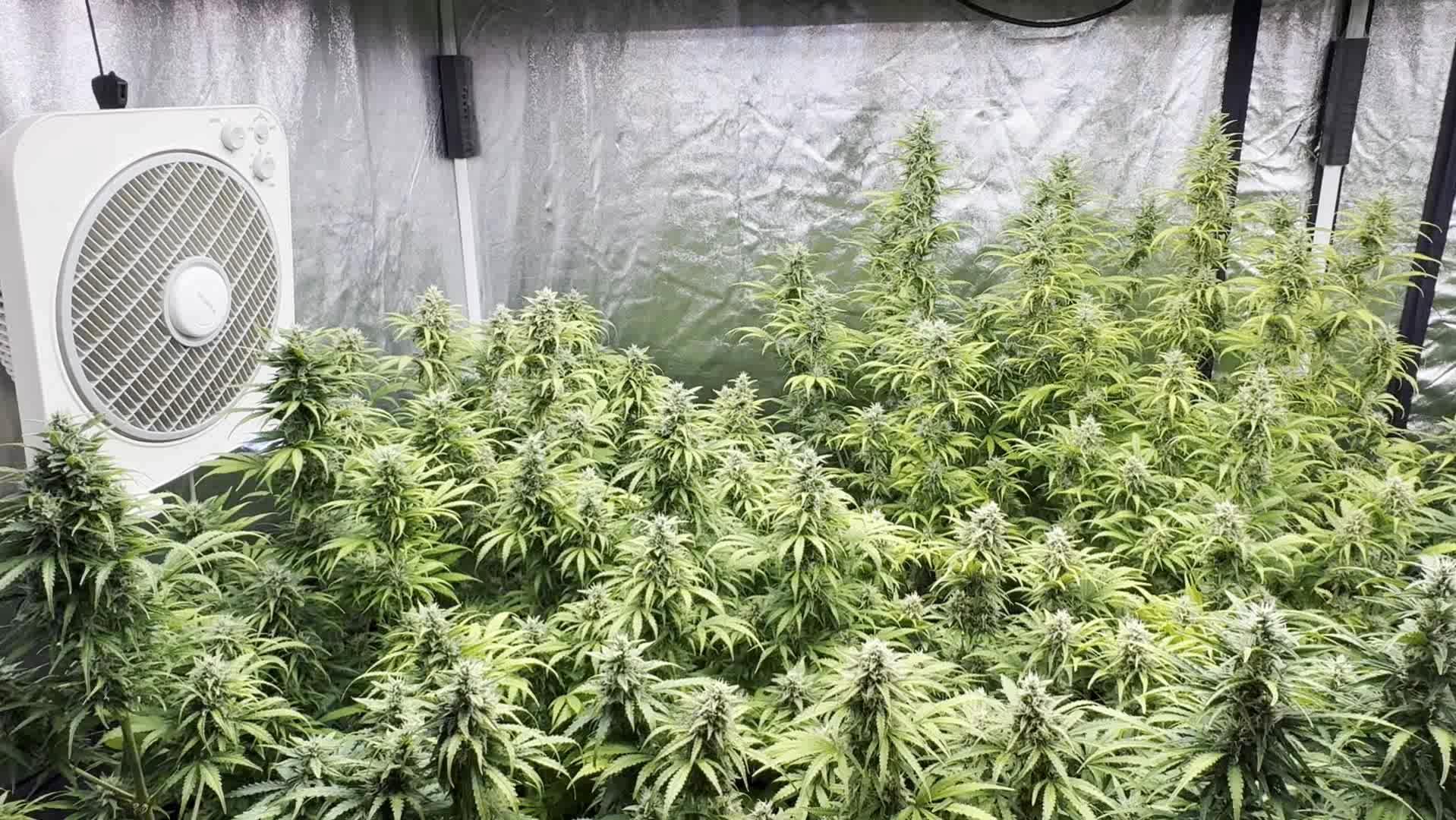 Наркодельцы, вырастившие 195 кустов конопли для изготовления марихуаны, задержаны в Подмосковье