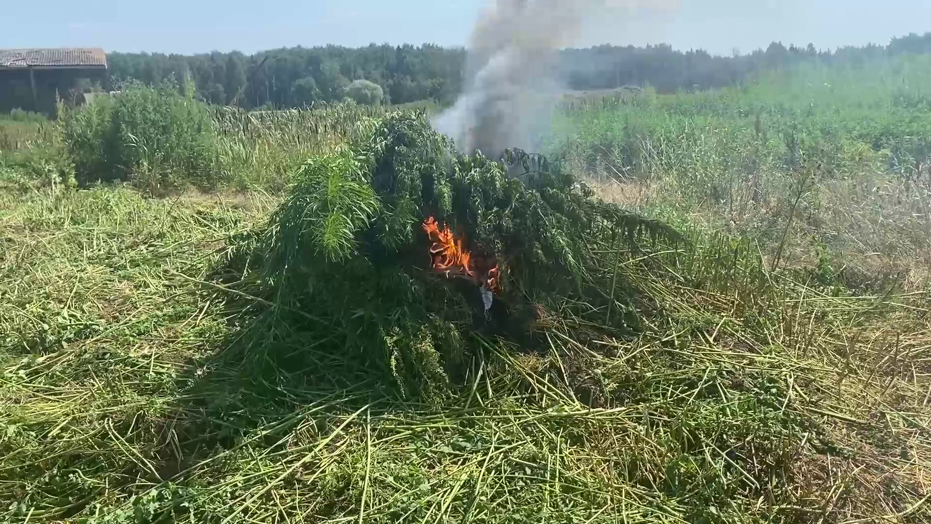 Полицейские подмосковного Чехова уничтожили свыше 200 кустов дикорастущей конопли