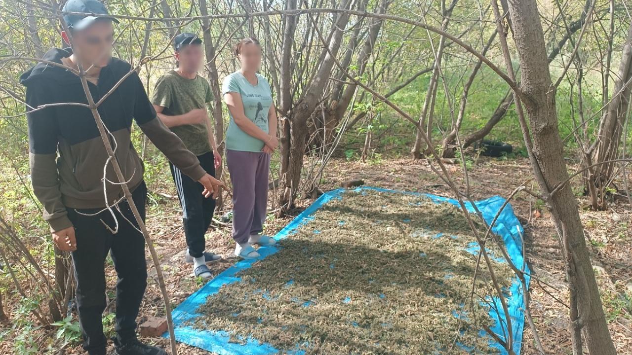 Полицией Приморья задержан ранее судимый житель села Петровичи, заготовивший в лесу 20 кг конопли
