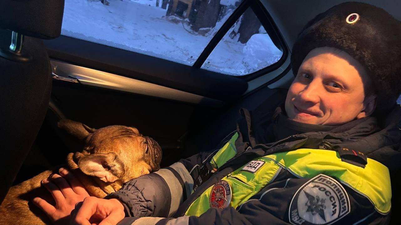 Неравнодушные граждане передали хозяину бульдога, найденного на улице полицейскими в Пермском крае