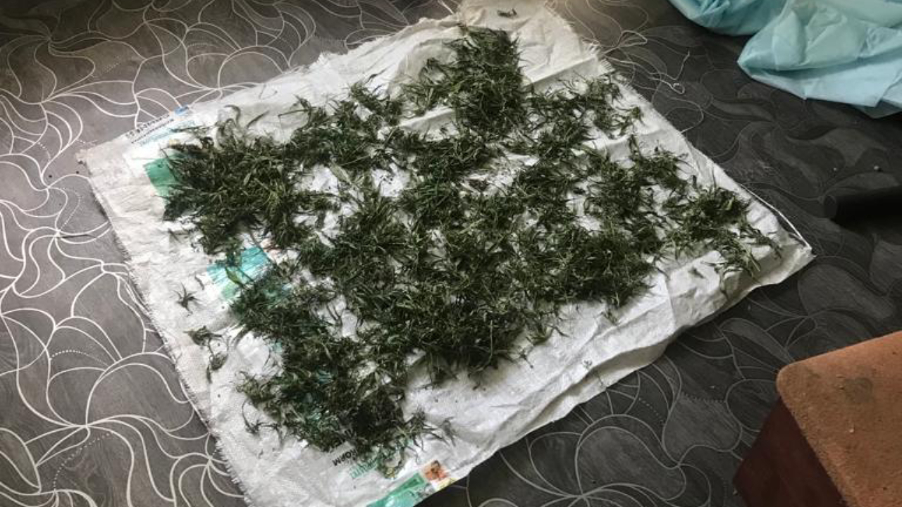 У жителя Еврейской автономной области изъято 5 кг марихуаны, заготовленной для личного употребления