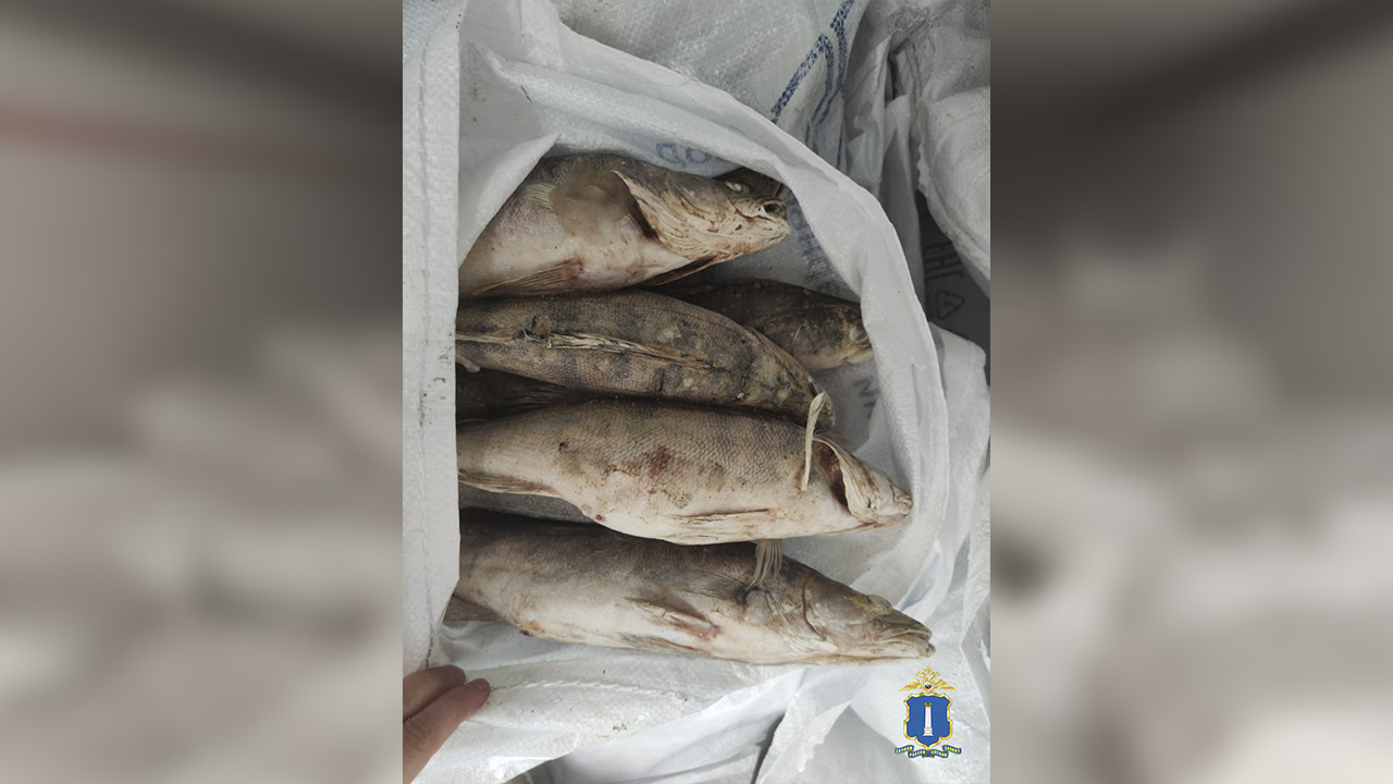 За торговлю рыбой без маркировки осудят руководителя рыбодобывающего предприятия в Ульяновской области