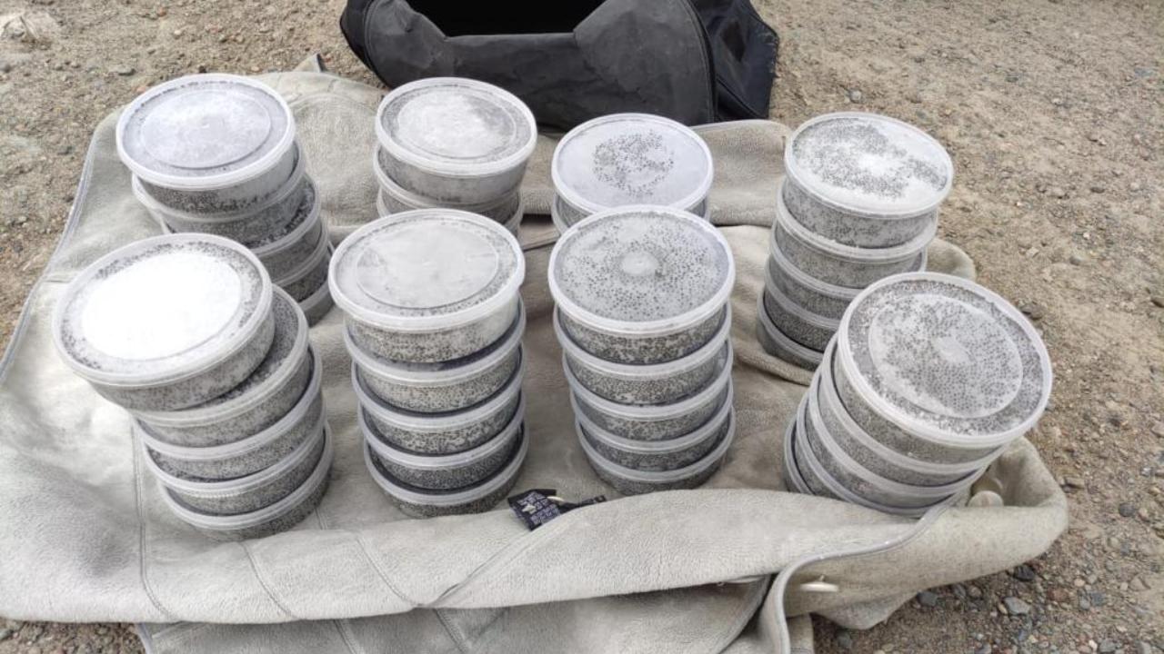 В Хабаровском крае полицейские изъяли из незаконного оборота более 20 кг чёрной икры