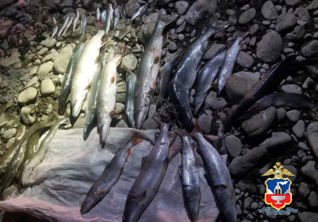 В Алтайском крае будут судить двух рыбаков за незаконный вылов краснокнижной рыбы таймень