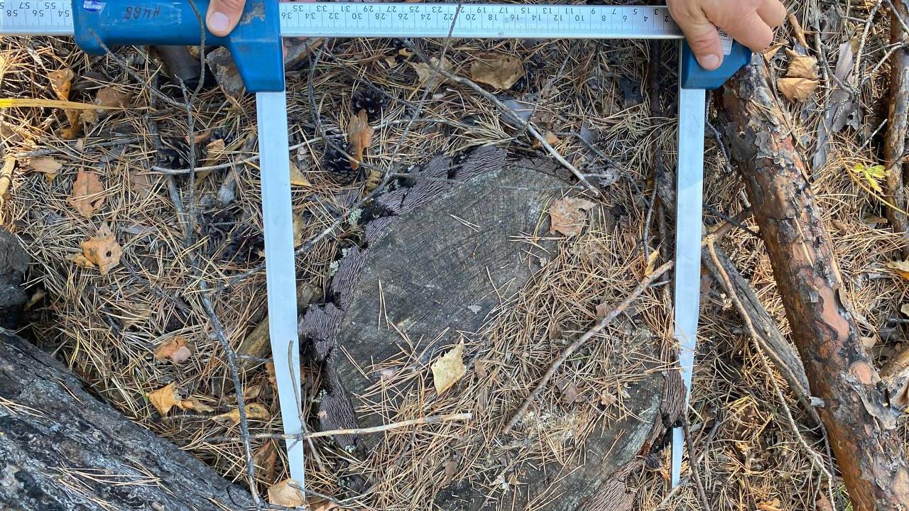 В Иркутской области расследуется уголовное дело о незаконной рубке почти 300 м³ леса на 10 млн рублей