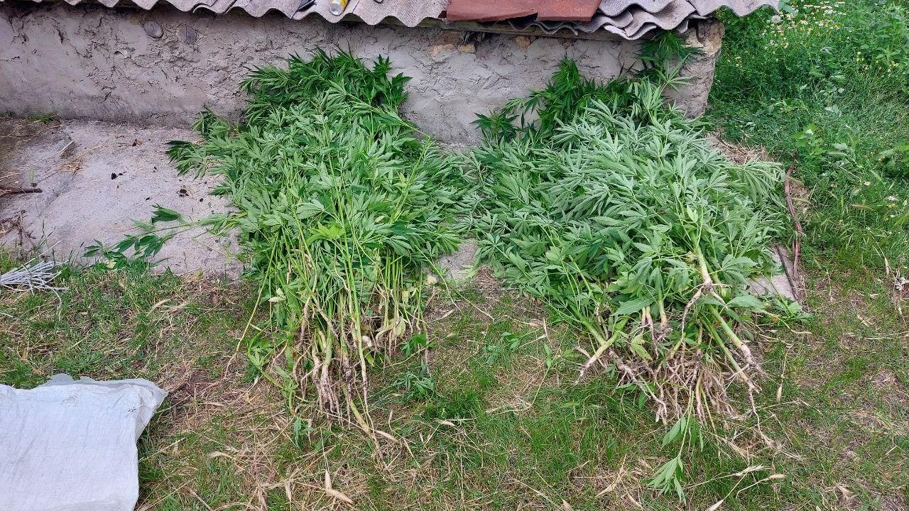 В Херсонской области полицейские изъяли у местного жителя более 300 кустов конопли