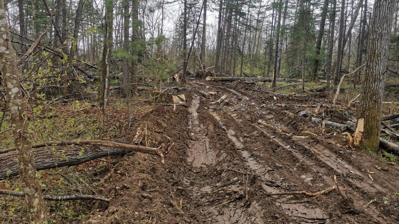 В Приморском крае возбуждено уголовное дело о незаконной рубке ценных пород деревьев