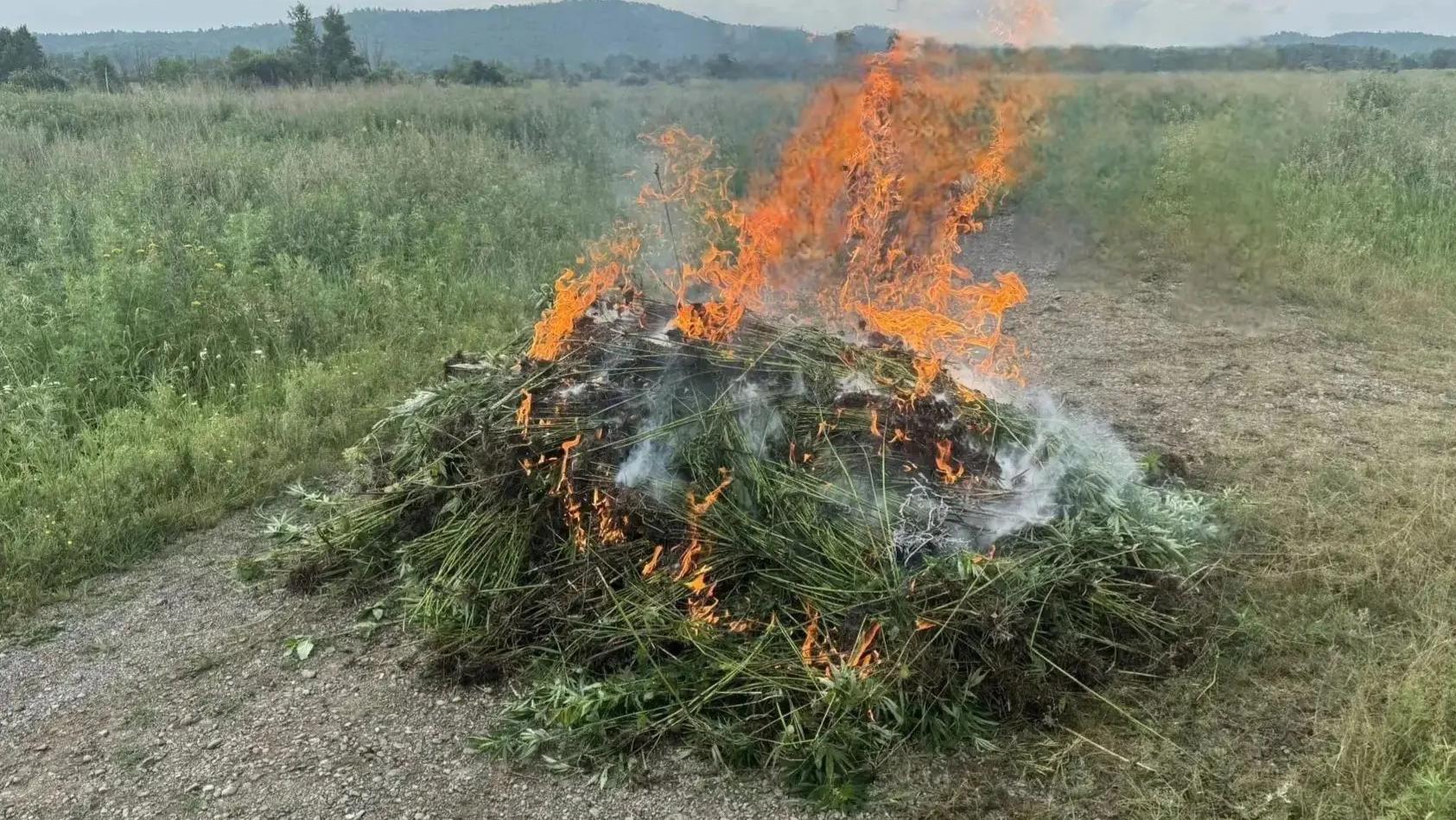 В двух районах Хабаровского края уничтожены очаги дикорастущей конопли, выявленные полицейскими