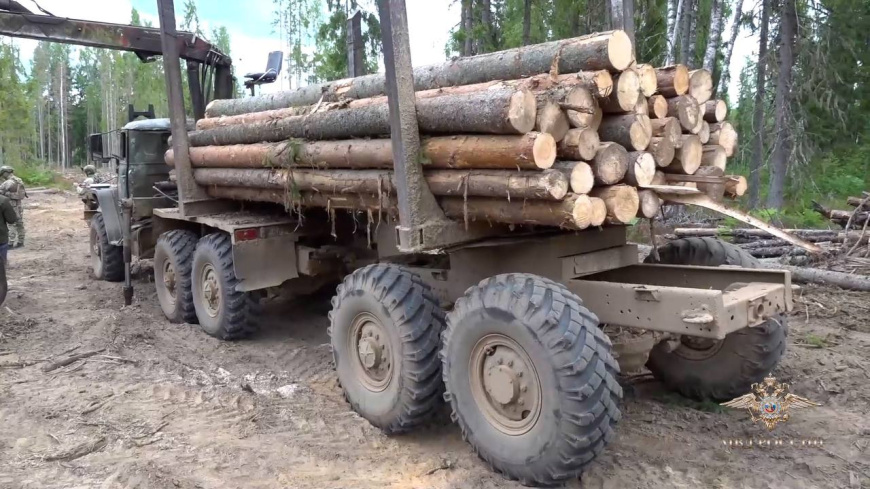 Полицейские пресекли незаконную рубку лесных насаждений на территории Тихвинского района