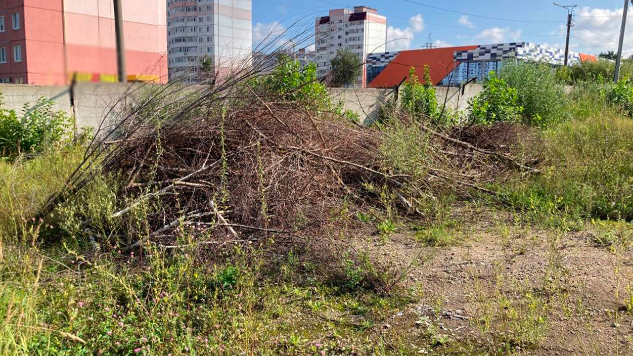Суд рассмотрит дело жителя Саранска, незаконно спилившего в черте города 279 деревьев и кустарников