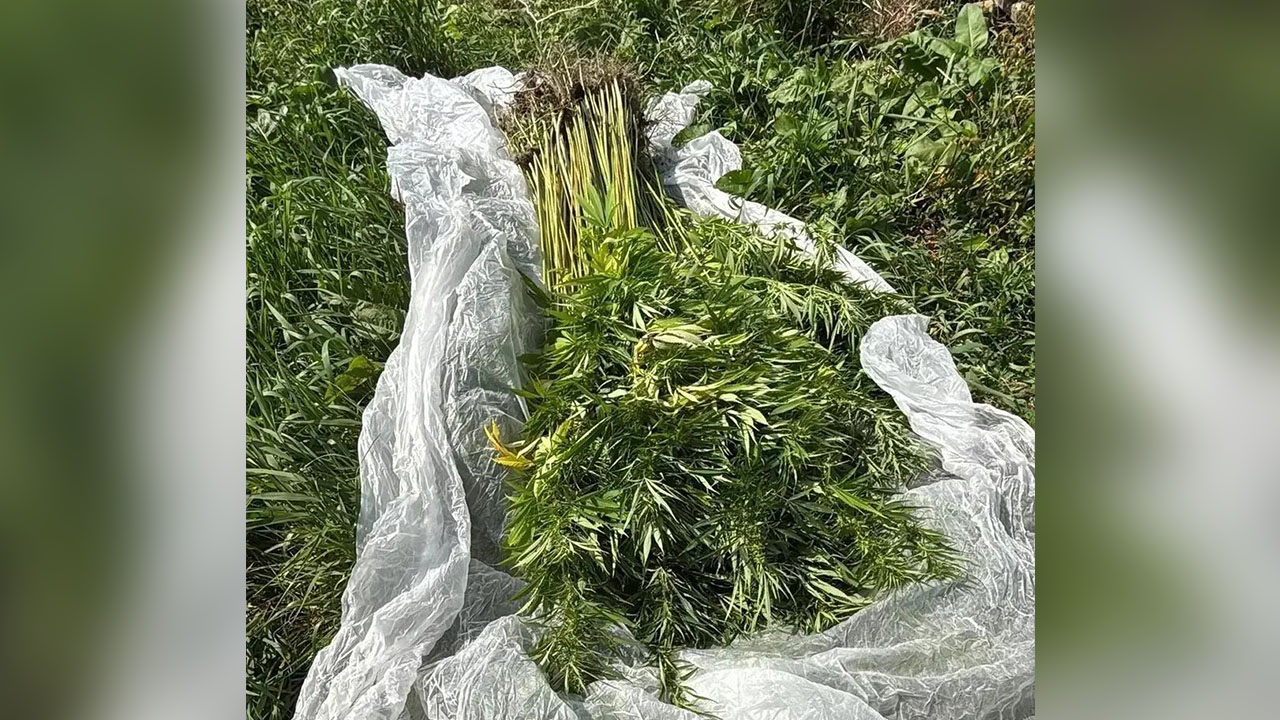 На приусадебном участке сельчанина из Сахалинской области полицейские изъяли 402 куста конопли