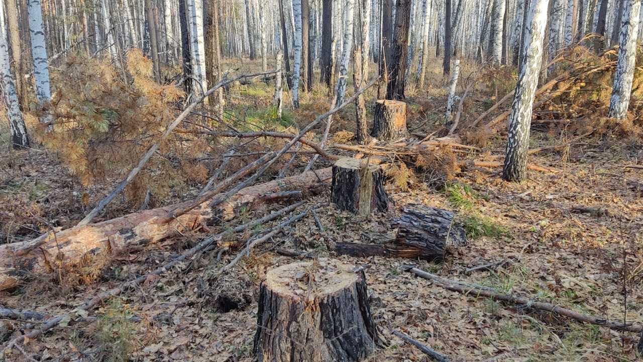 В Приангарье будут судить троих нелегальных лесозаготовителей, спиливших 76 сосен