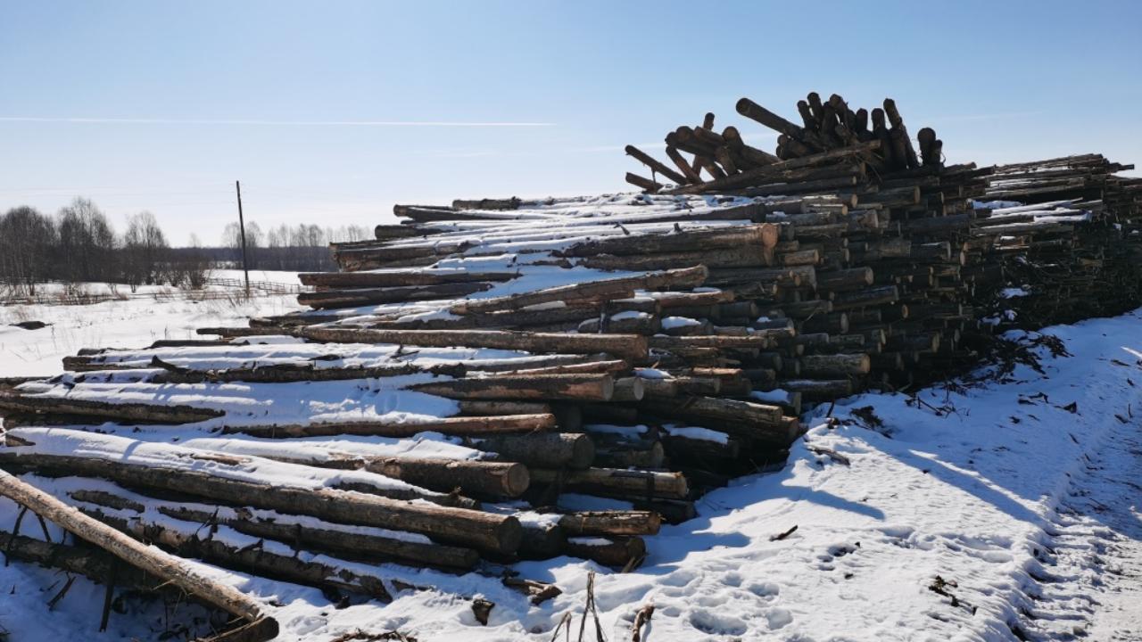 В Вологодской области передано в суд уголовное дело о незаконной рубке леса с ущербом почти 3 млн рублей