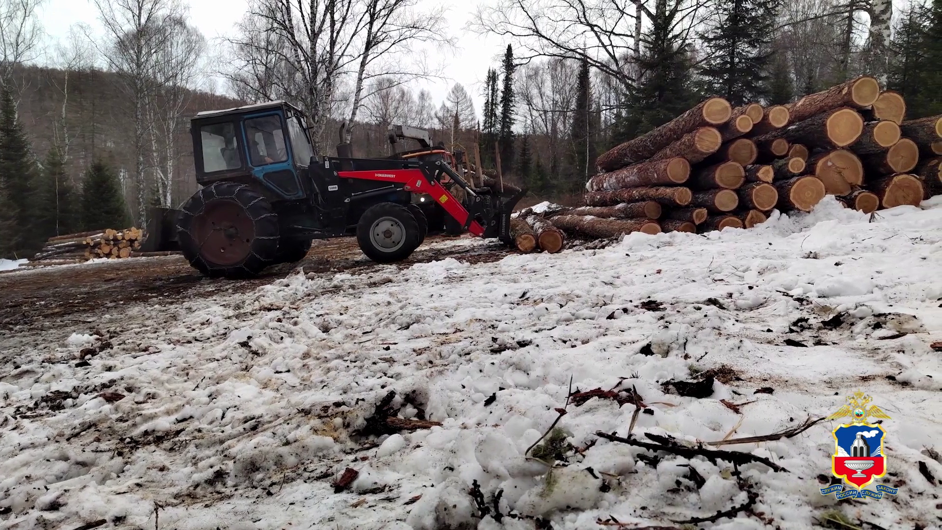 Организованная группа из 15 «черных лесорубов» отправится на скамью подсудимых в Алтайском крае