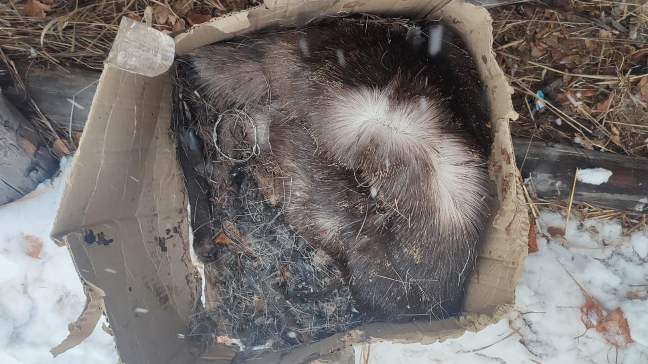 Два жителя Забайкалья подозреваются в незаконной охоте на кабаргу, косулю, медведя и диких птиц