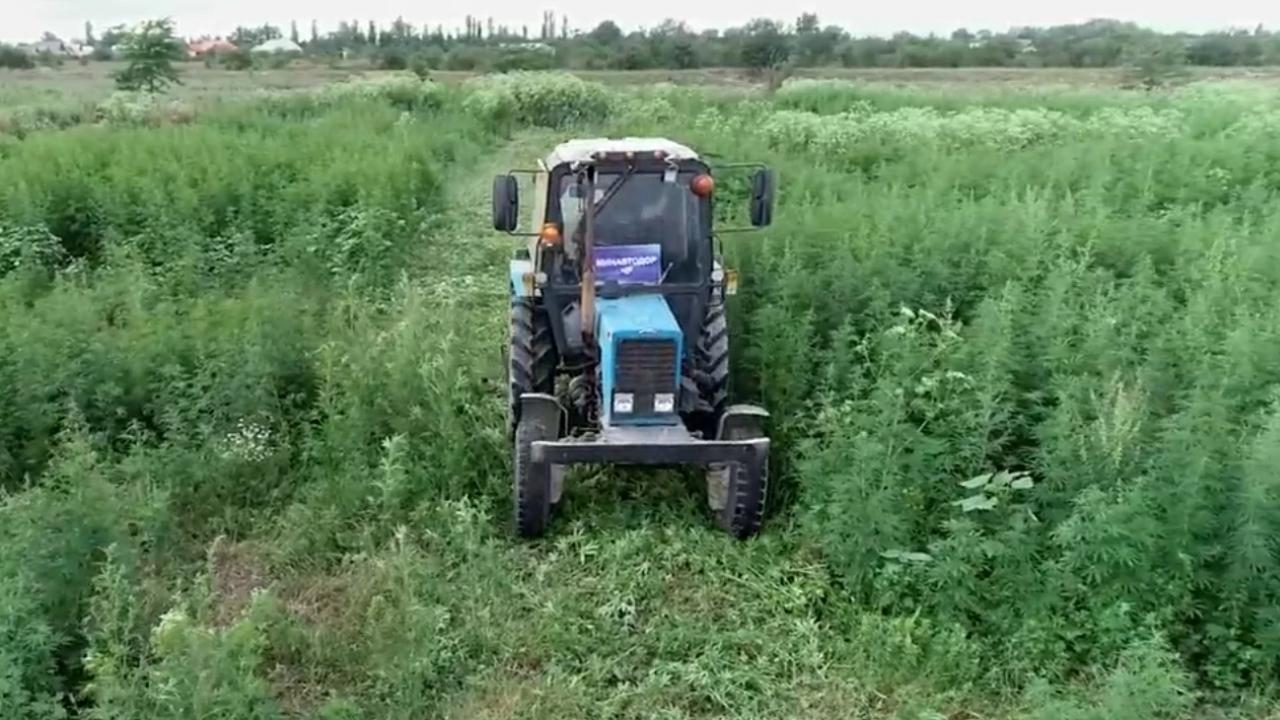 В Чеченской Республике уничтожено около 450 тонн конопли