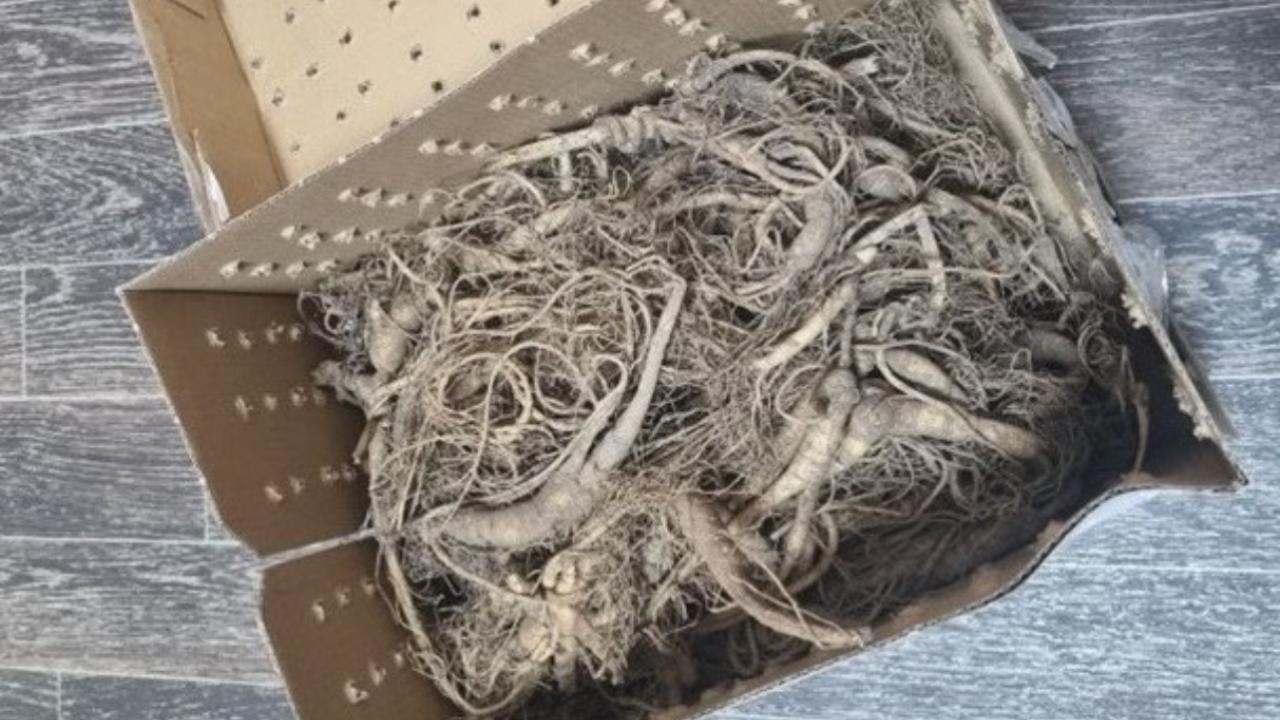 Уссурийской транспортной полицией окончено уголовное дело о контрабанде корней женьшеня