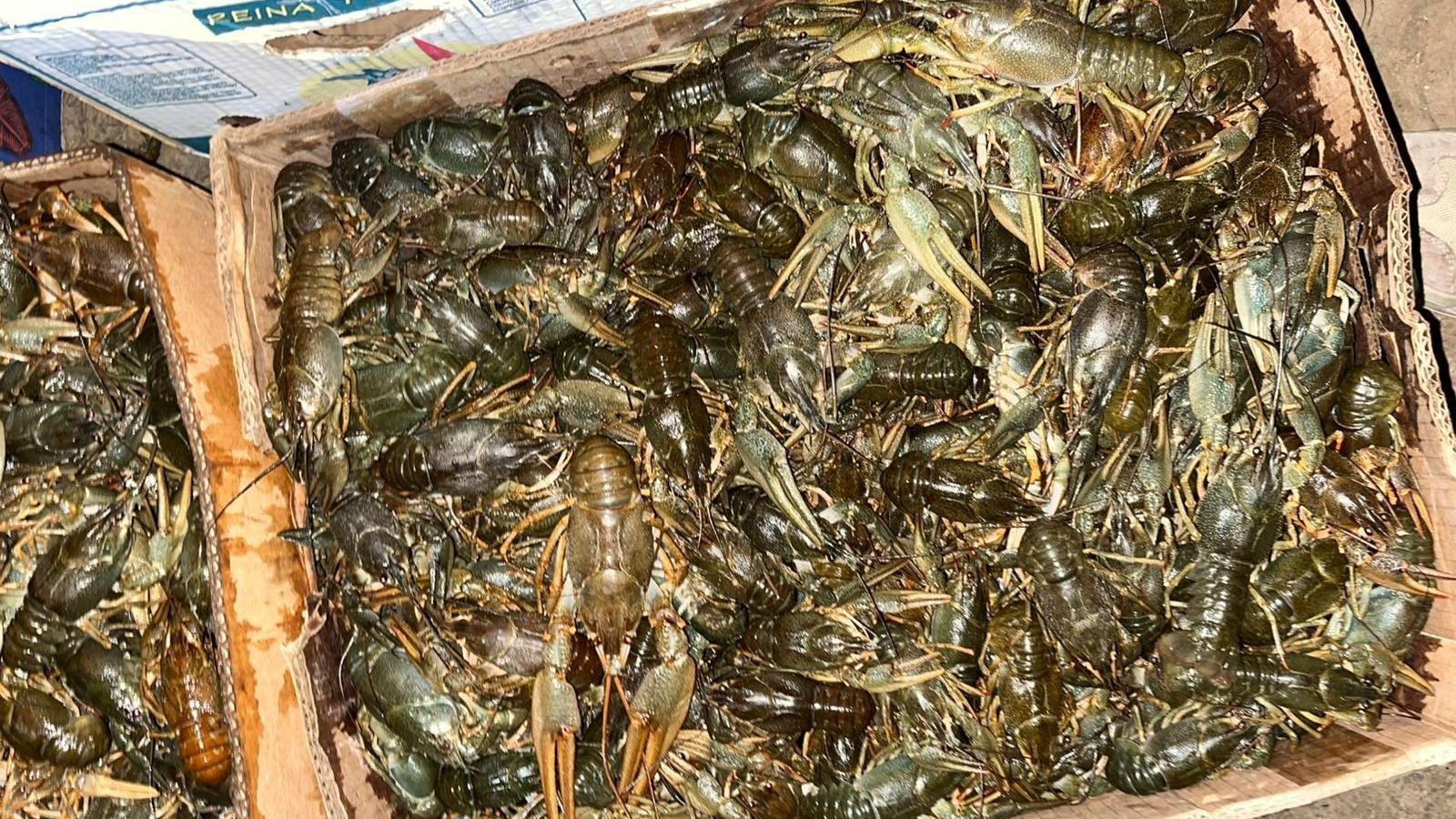 Астраханскими полицейскими проводится проверка по факту реализации 1,7 тонны раков без документов
