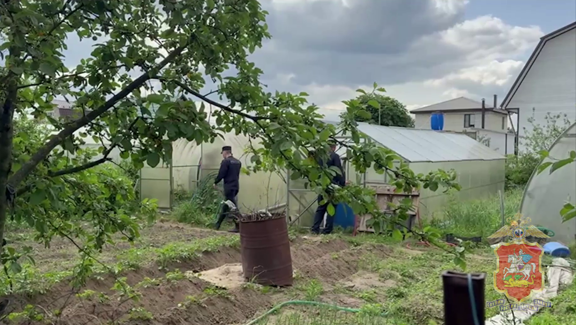 Полиция изъяла у жителя Мособласти 50 кустов конопли, выращенной, с его слов, для личного употребления