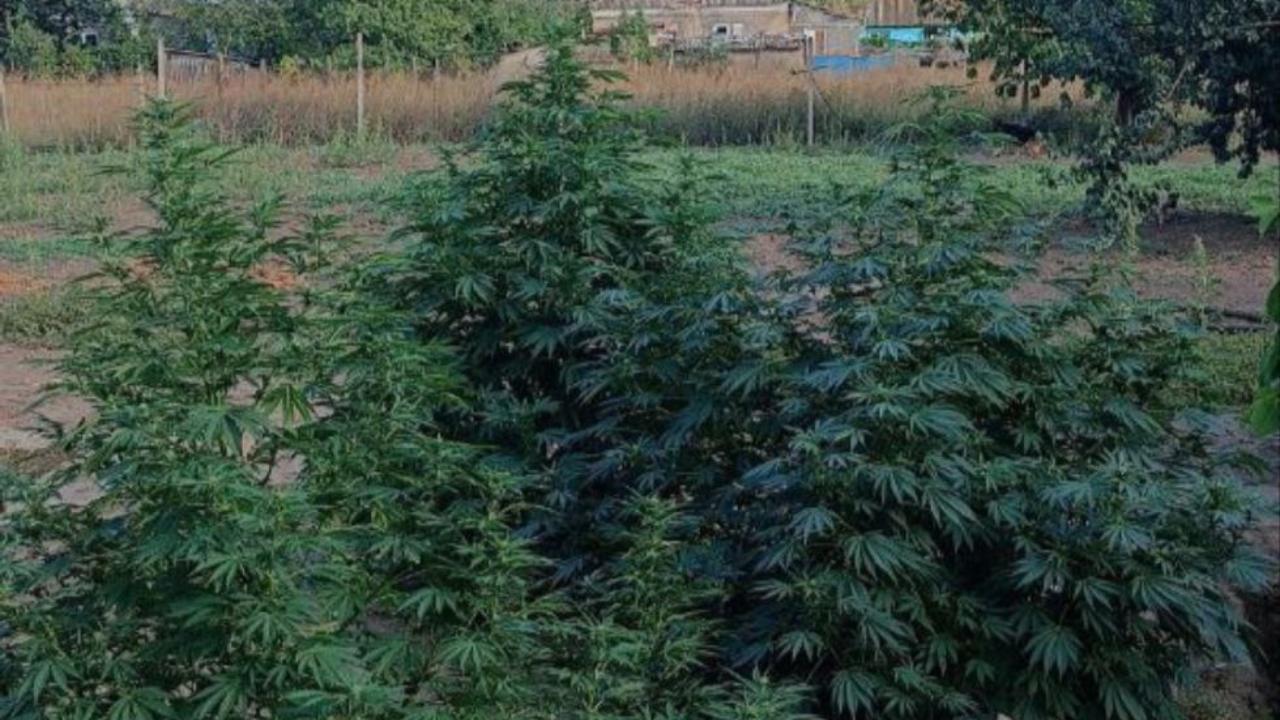 Изготовителя марихуаны из села Чернянка задержали правоохранители Херсонской области