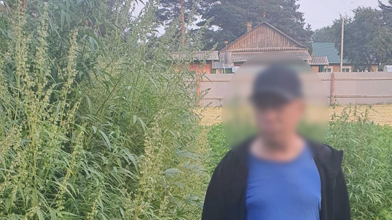 Сотрудники полиции Амурской области обнаружили на участке жителя города Зеи 439 кустов конопли