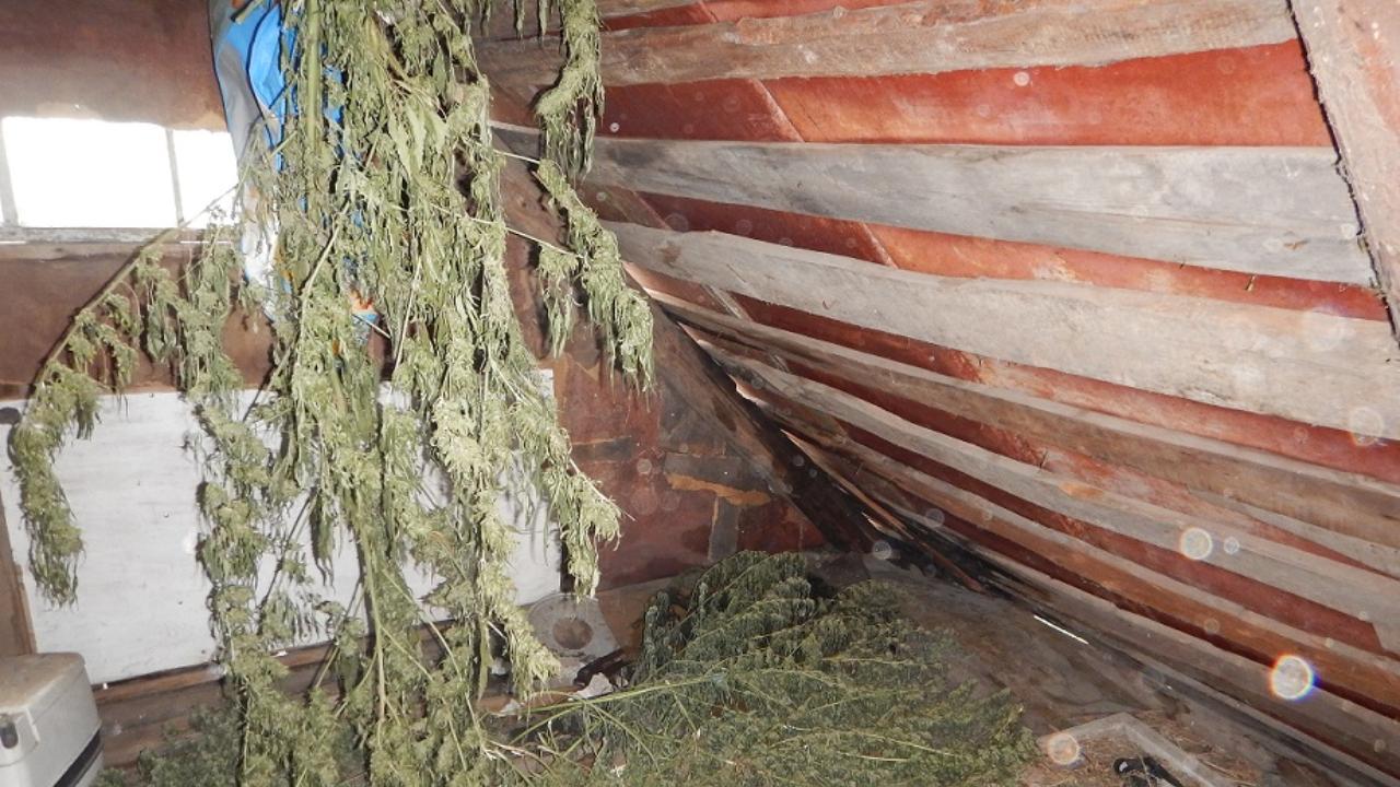 Житель Орловской области уличён полицейскими в хранении более 7 килограммов «дурман-травы»