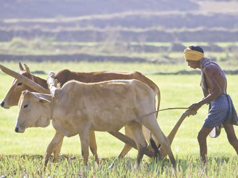 Иван-дурак по-индийски