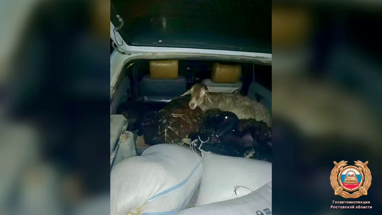 Автоинспекторы прервали криминальный вояж жителя Ростовской области, укравшего трёх баранов