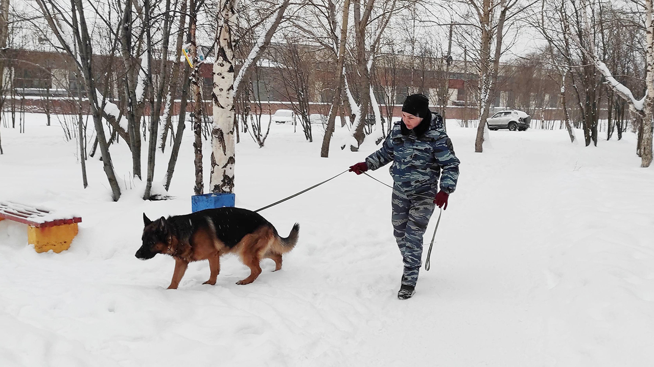 В Мурманской области потерпевший и кинолог с собакой помогли задержать подозреваемых в разбое и краже