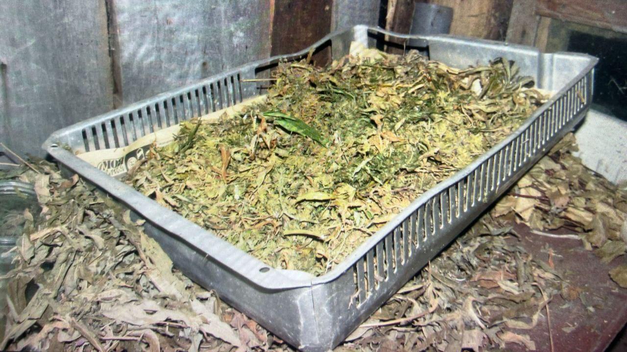 За выращивание конопли и попытку сбыта почти 5,5 кг марихуаны три жителя Мордовии заключены под стражу