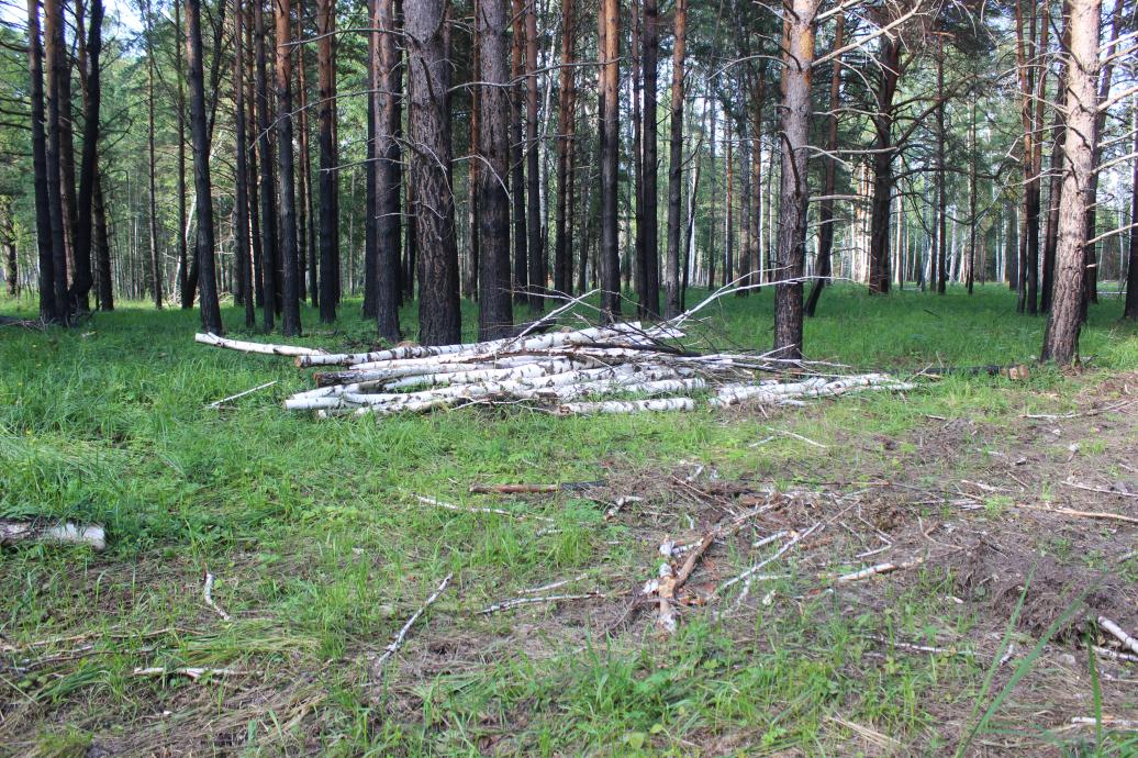 Житель Тюменской области стал фигурантом уголовного дела о незаконной рубке 82 берёз и четырёх осин
