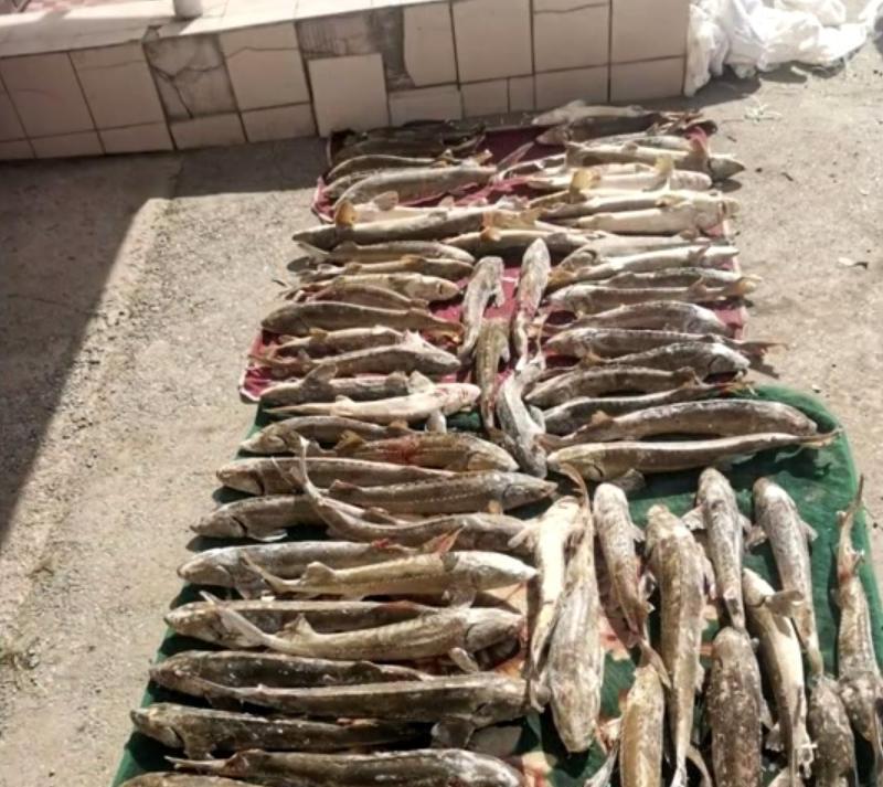 В Томске за незаконный оборот осетров и запрещённой к вылову нельмы задержан местный житель