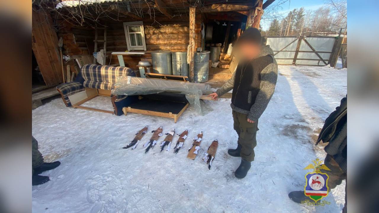 В Якутии полицейские выявили браконьера, при помощи капканов незаконно добывшего шесть соболей