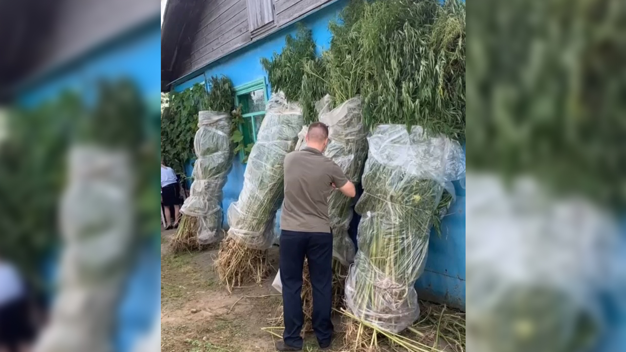 Полицией ЕАО задержан мужчина, пересадивший на свой участок более тысячи кустов дикорастущей конопли