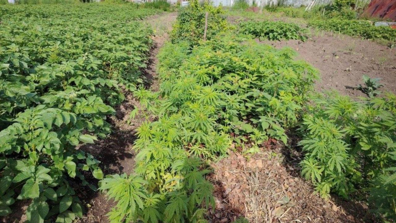 В Хабаровском крае полицейские обнаружили на участке местного жителя 2,5 тысячи кустов конопли