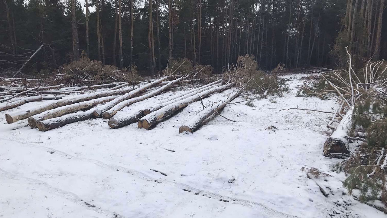 В Самарской области полицейские возбудили уголовное дело в отношении предпринимателя за незаконную вырубку леса