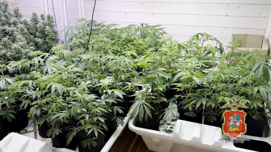 Подмосковные полицейские задержали двоих мужчин, подозреваемых в покушении на сбыт партии марихуаны