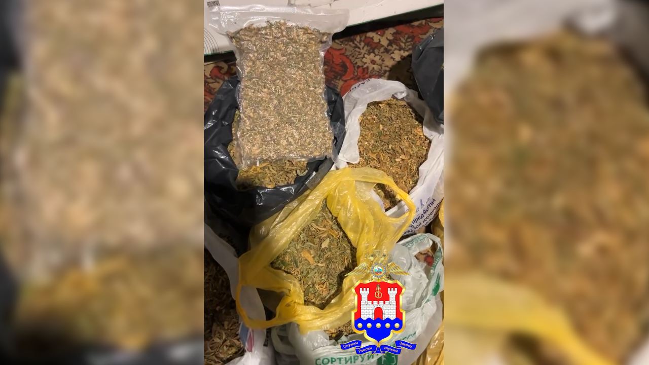 В Калининградской области оперативники пресекли деятельность подпольного наркоплантатора