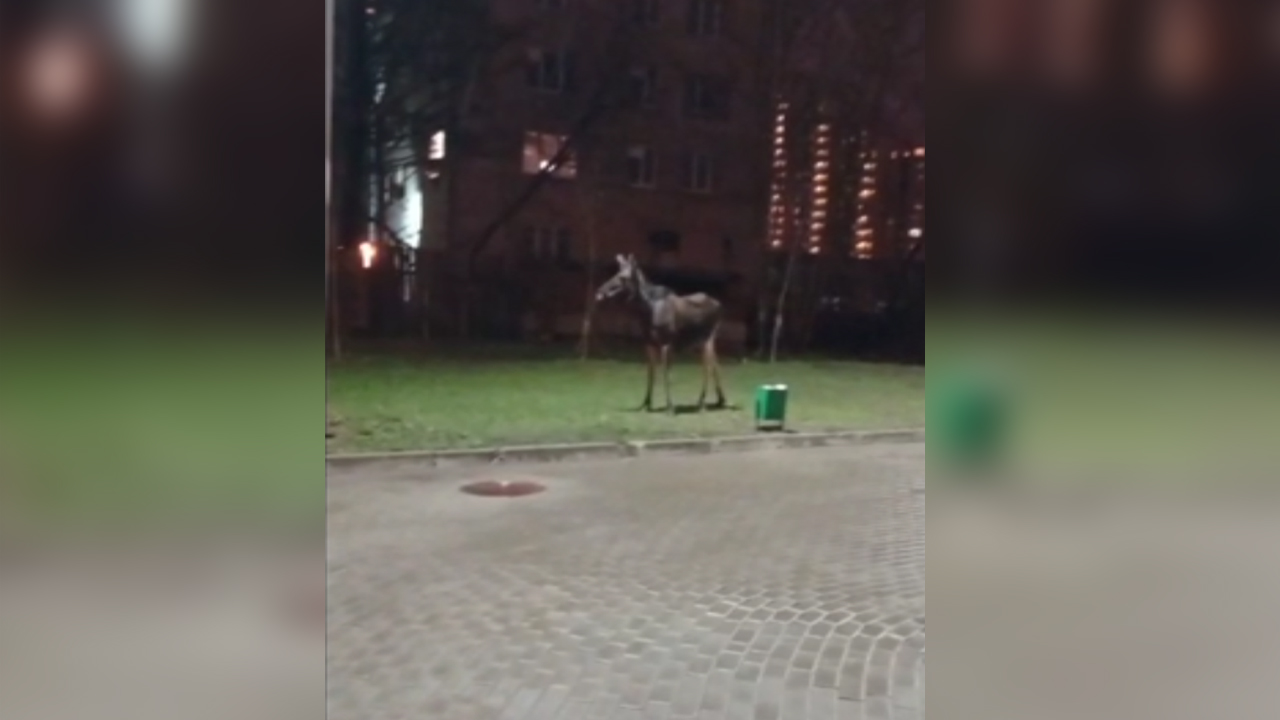 Полицейские и спасатели обеспечили безопасный выход в лес сохатого, случайно забредшего в Москву
