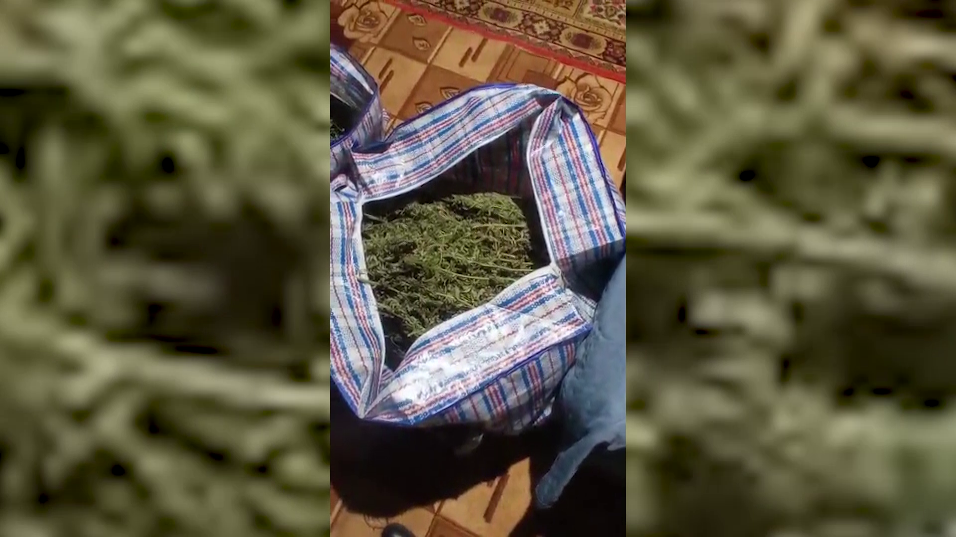 В Пензе с поличным задержаны покупатели марихуаны и изготовители «дурман-травы»