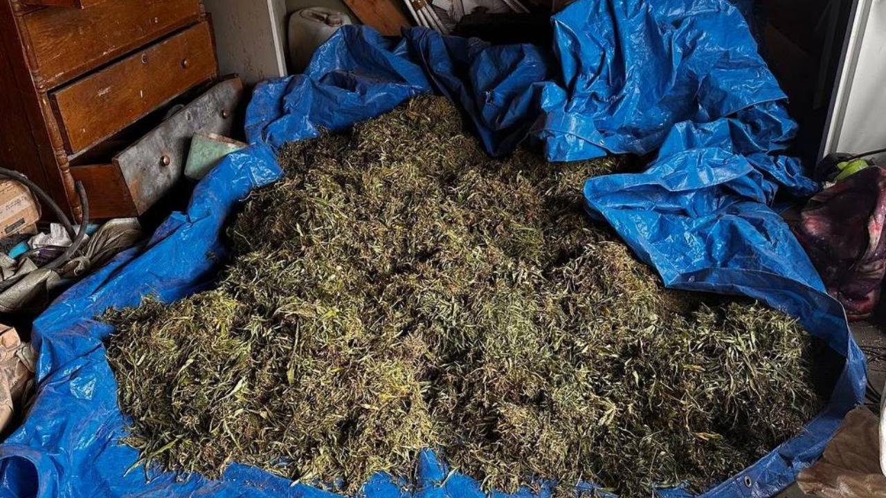 В Приамурье полицейские уличили жителя села Нижняя Полтавка в заготовке более центнера марихуаны
