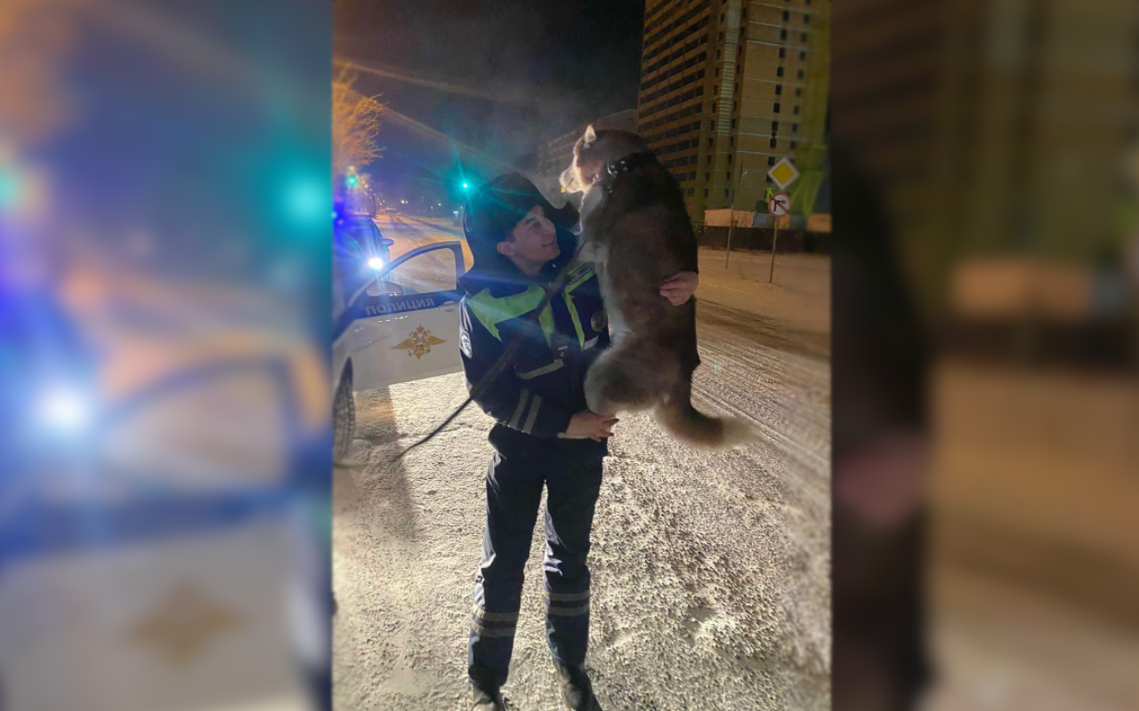 В Чите инспекторы ДПС помогли заблудившейся сибирской хаски вернуться домой